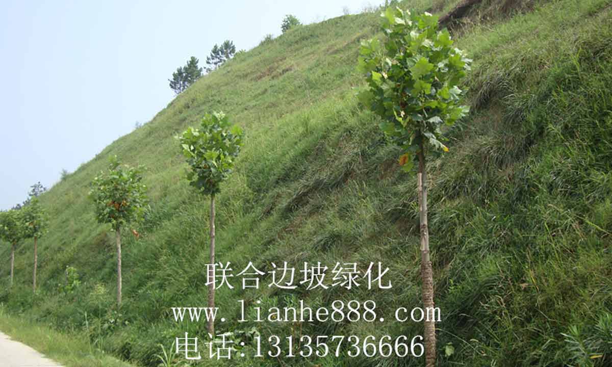 边坡绿化的施工方法